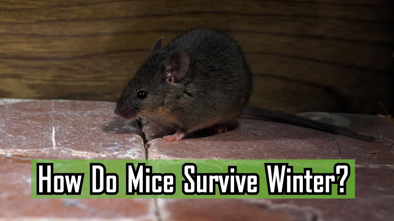 How Do Mice Survive The Winter?