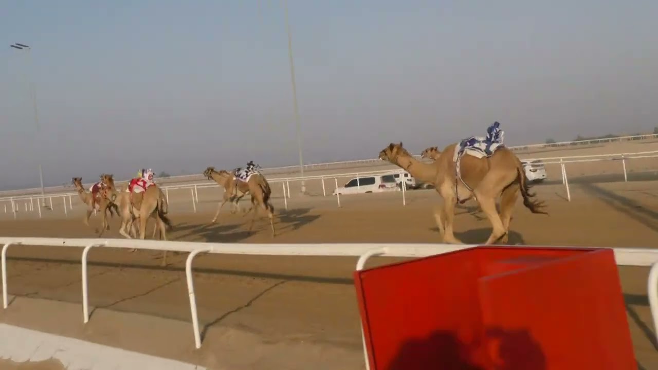 الشوط. 7(هملول)للسيد: سريو الصمغه سريو العامري  توقيت09:29