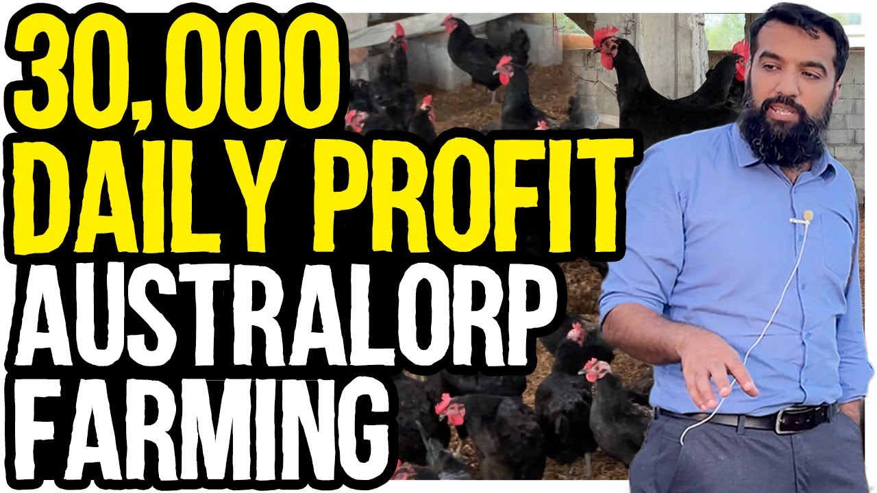 Australorp Chicken Farming in Pakistan | He makes 8-10 Lakh Profit from 1400 Chicken | Farm Tour
