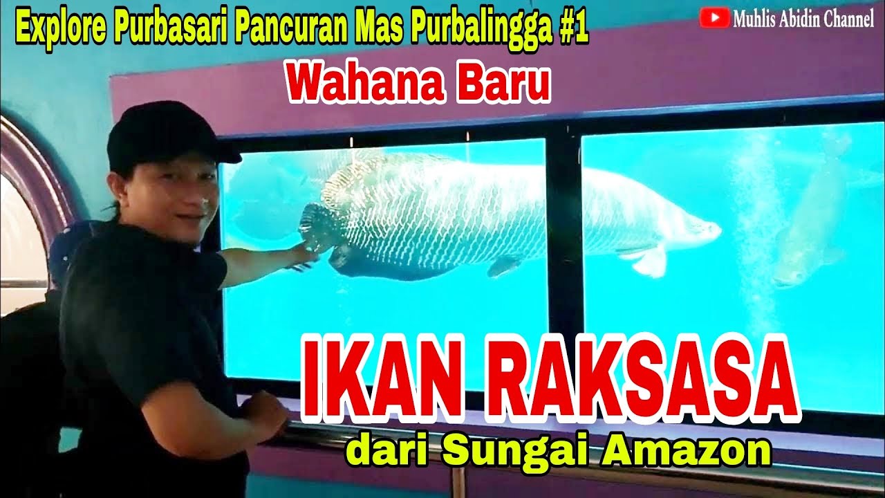 FULL EXPLORE PURBASARI PANCURAN MAS PURBALINGGA 1 AQUARIUM IKAN RAKSASA