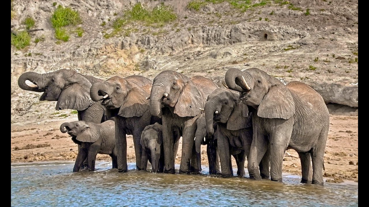 For Safari enthusiasts and Elephant lovers.
