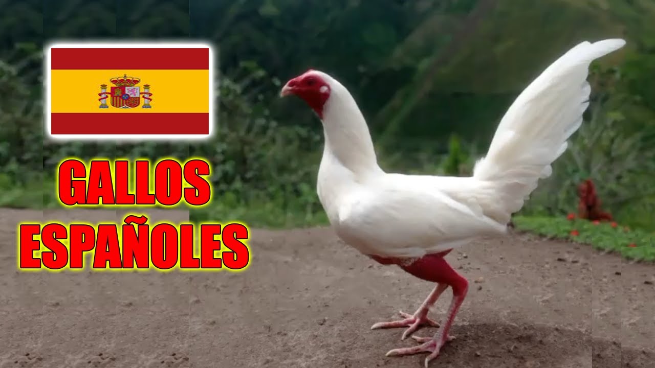 Preciosos gallos españoles #gallosespañoles