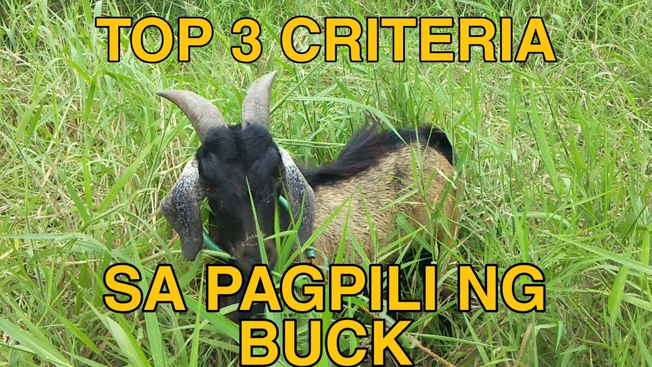 GOAT SERIES #37: Paano pumili ng barakong kambing (buck) ??