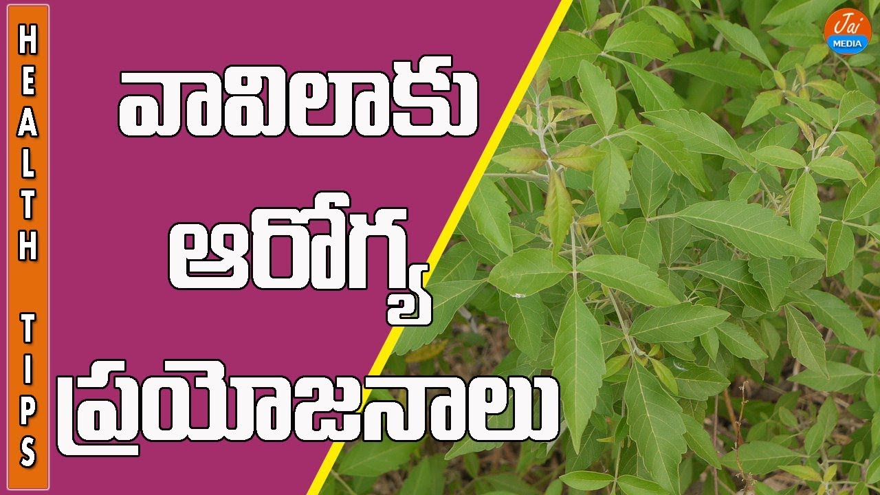 Health Benefits of Vitex Negundo | Vavilaku | Nirgundi | Telugu Health Tips | Jai Media