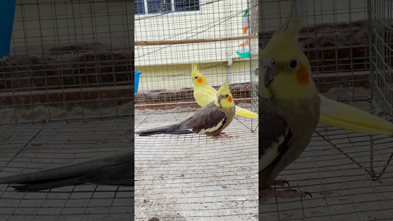 Cockatiel 🦜 ka New Breeding Pair #shorts #viral #ytshorts #cockatiel