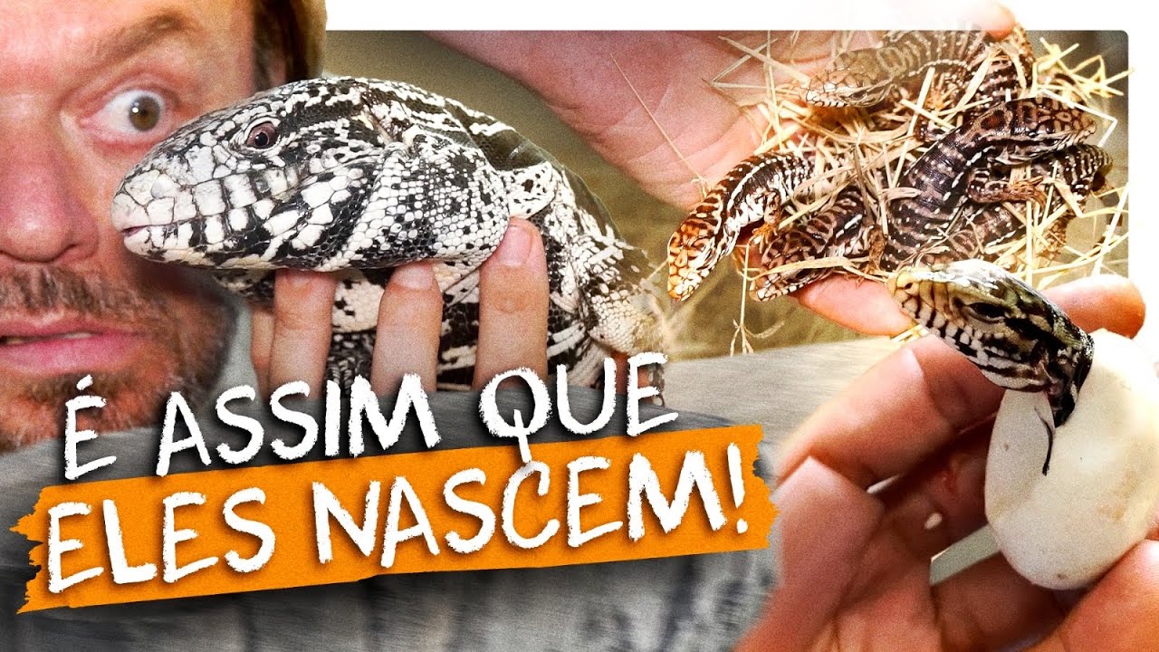 CONHECI UMA CRIAÇÃO DE LAGARTOS! | RICHARD RASMUSSEN