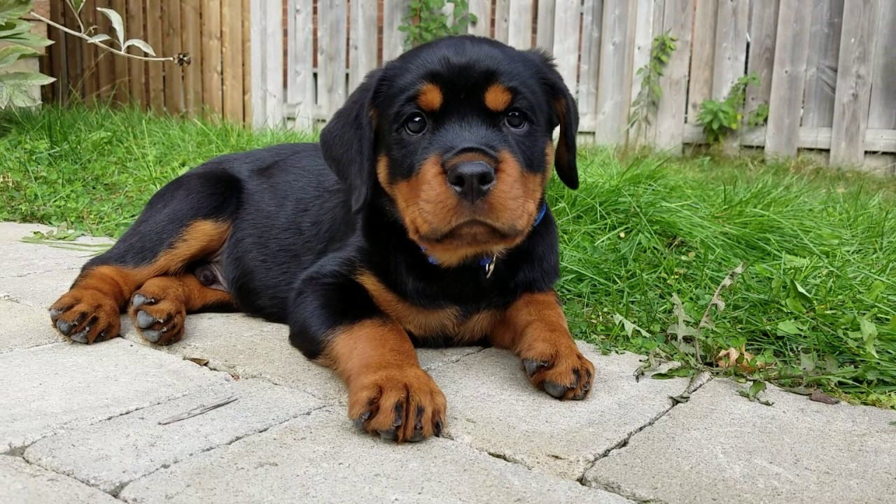 9 Week Rottweiler Puppy