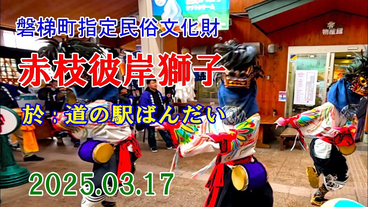 20250317赤枝彼岸獅子