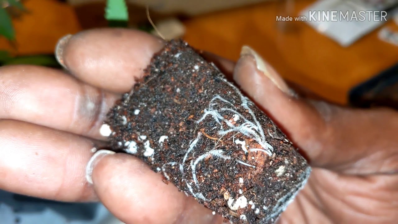 Bag seeds vs Breeder seeds Greenpoint Genetics Black Diamond Genetics under Mars Hydro TS1000