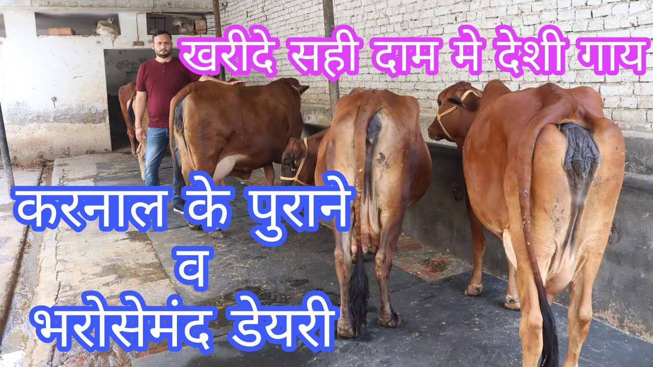 करनाल के पुराने व भरोसेमंद डेयरी,,Suresh Gupta Dairy karnal haryana