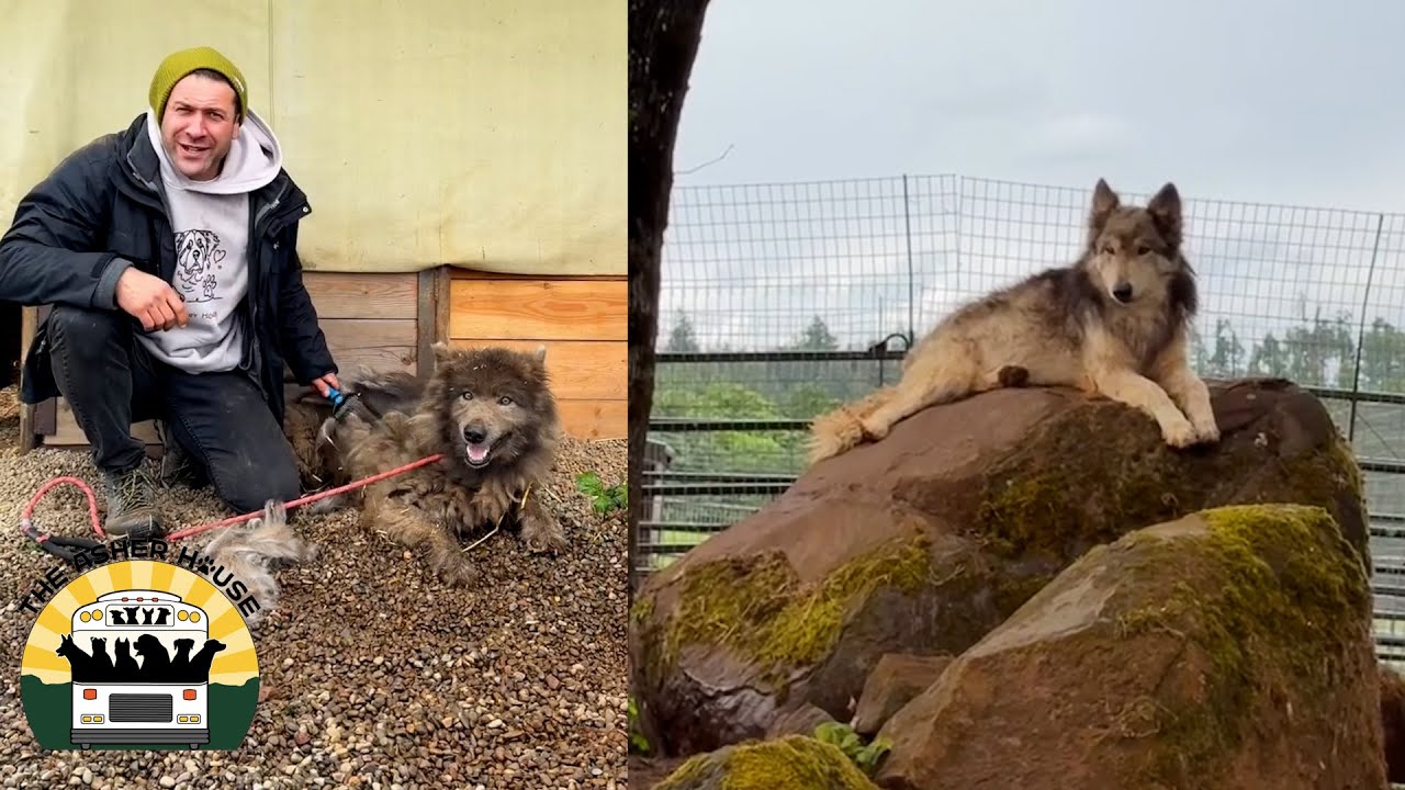 The Wolf hybrids are starting to warm up to me | The Asher House