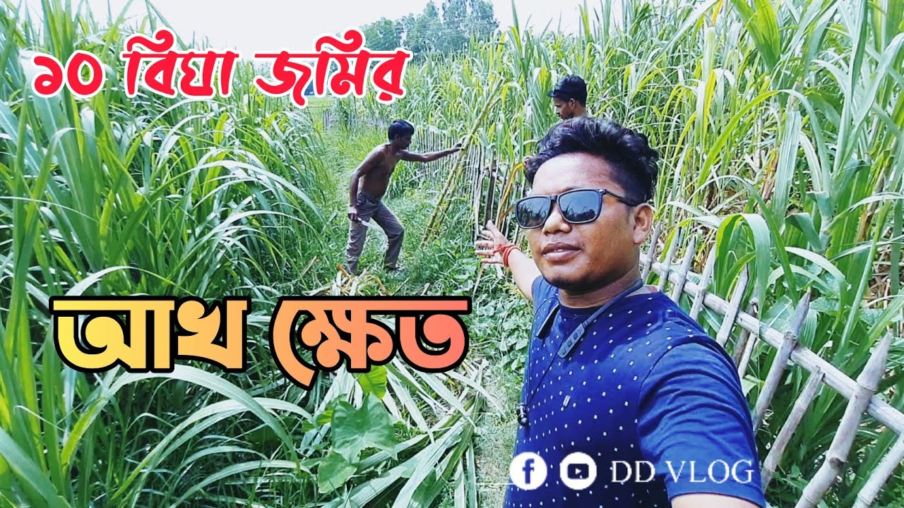 ১০ বিঘার আখ ক্ষেত 😱😱 জমি থেকে আখ খাবার অভিজ্ঞতা 😁  sugarcane field Gangarampur || @ddvloger