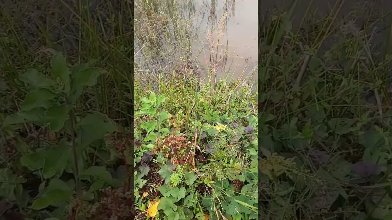 nem é todo dia que o pescador pega peixe né!