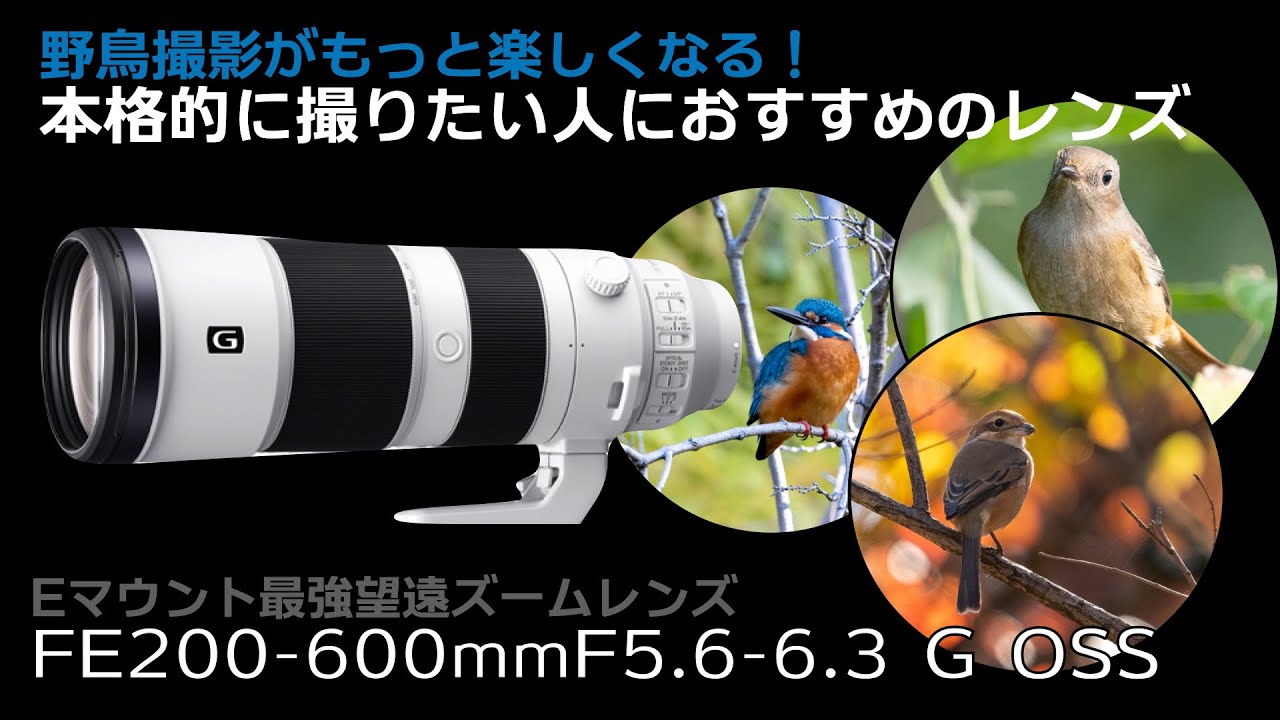 作例あり！野鳥撮影機材の沼-超望遠レンズSEL200600Gに手を出してしまった