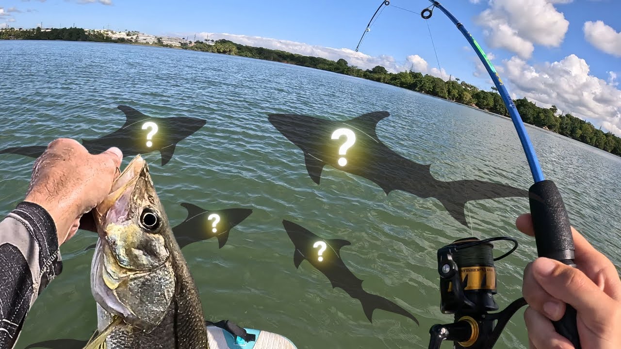 Des milliers de poissons sous mon paddle! P&ecirc;che exo