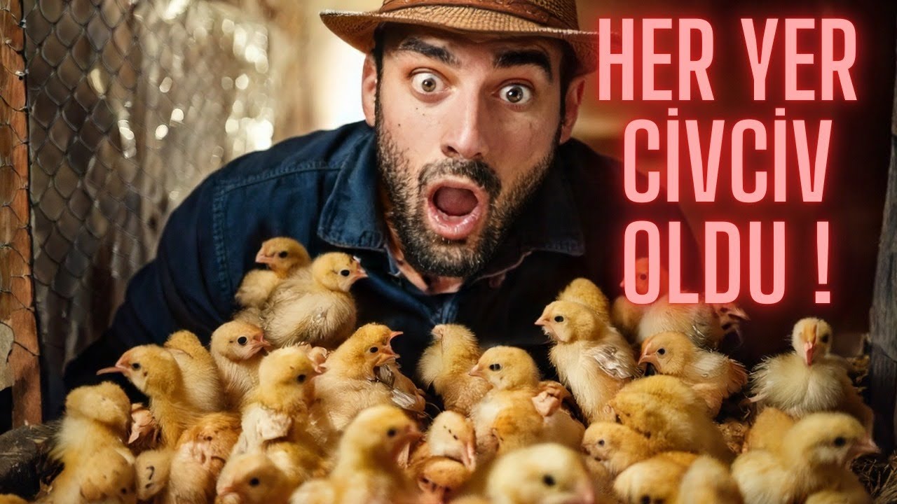Civcivler Çıktı ! Servo Kuluçka Makinesi
