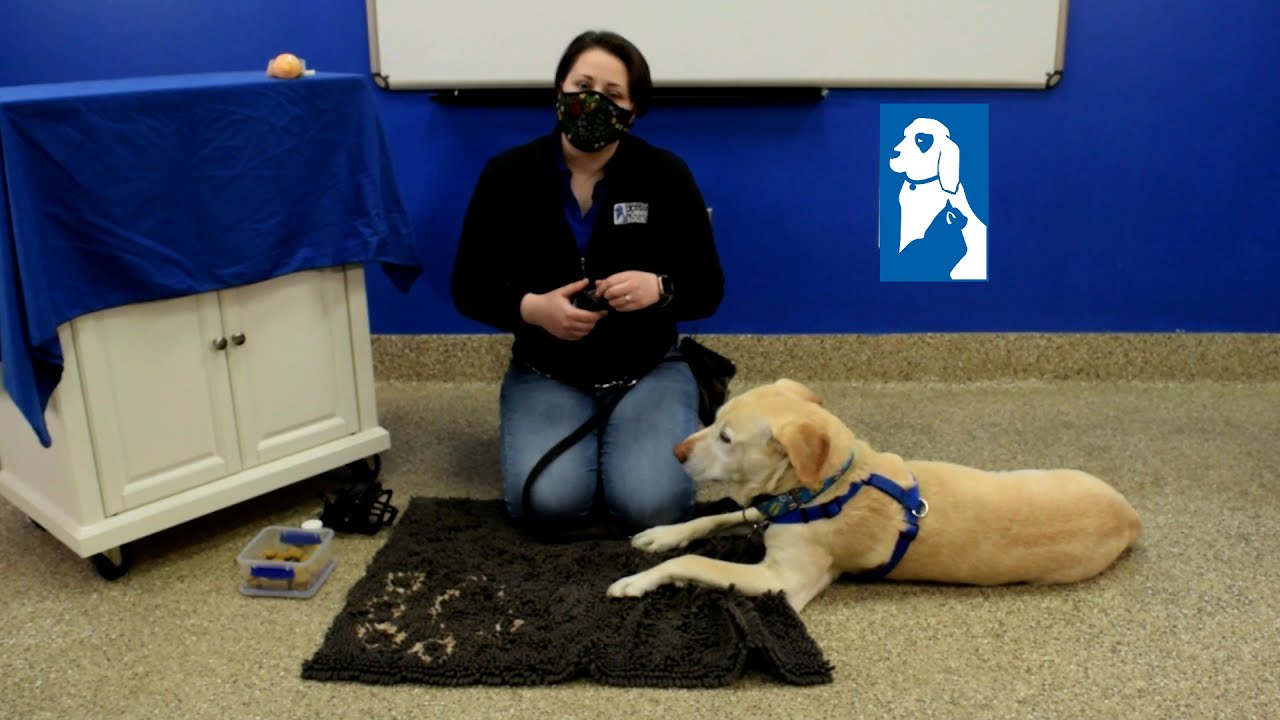 How to Safely and Easily Trim Your Dog's Nails