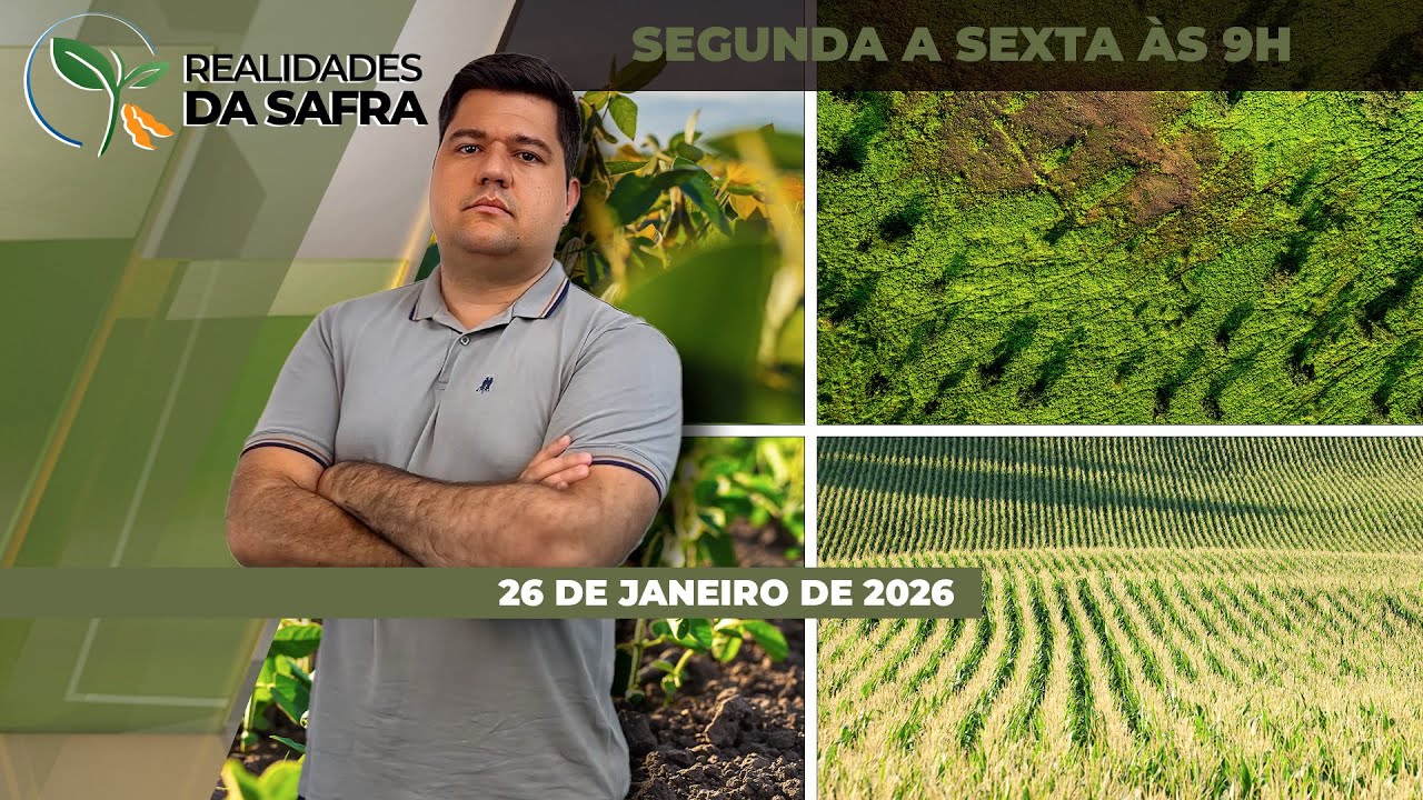 Colheita da soja começa com boas produtividades em Diamantino/MT, mas quedas de produtividade..