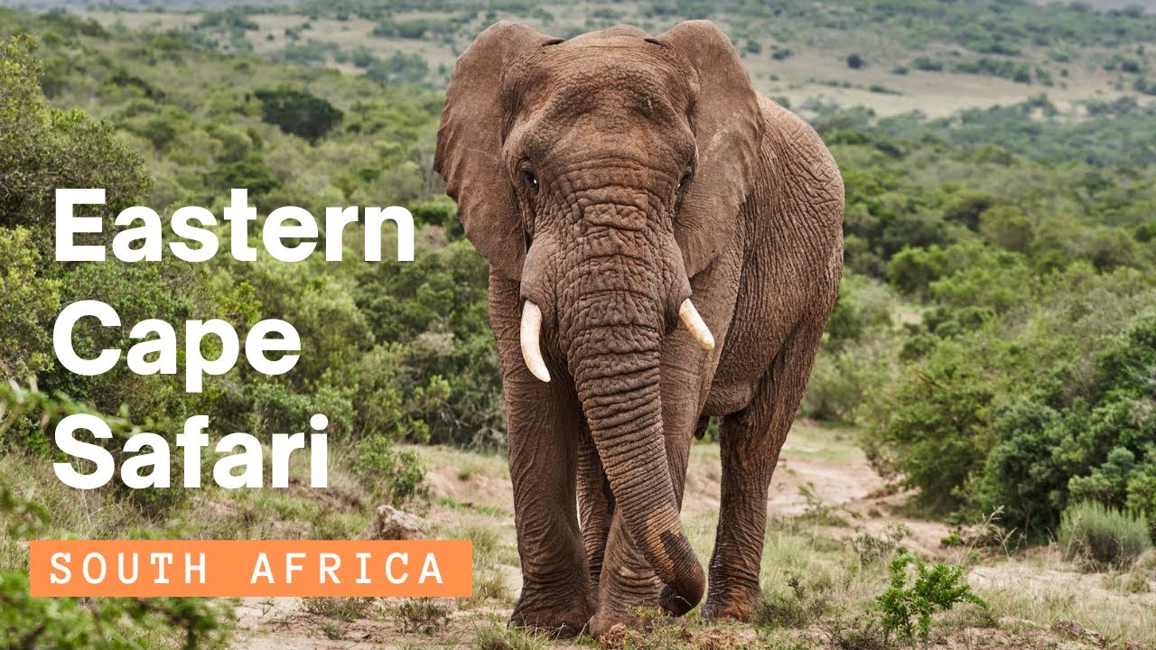 South Africa Safari Tour - Eastern Cape