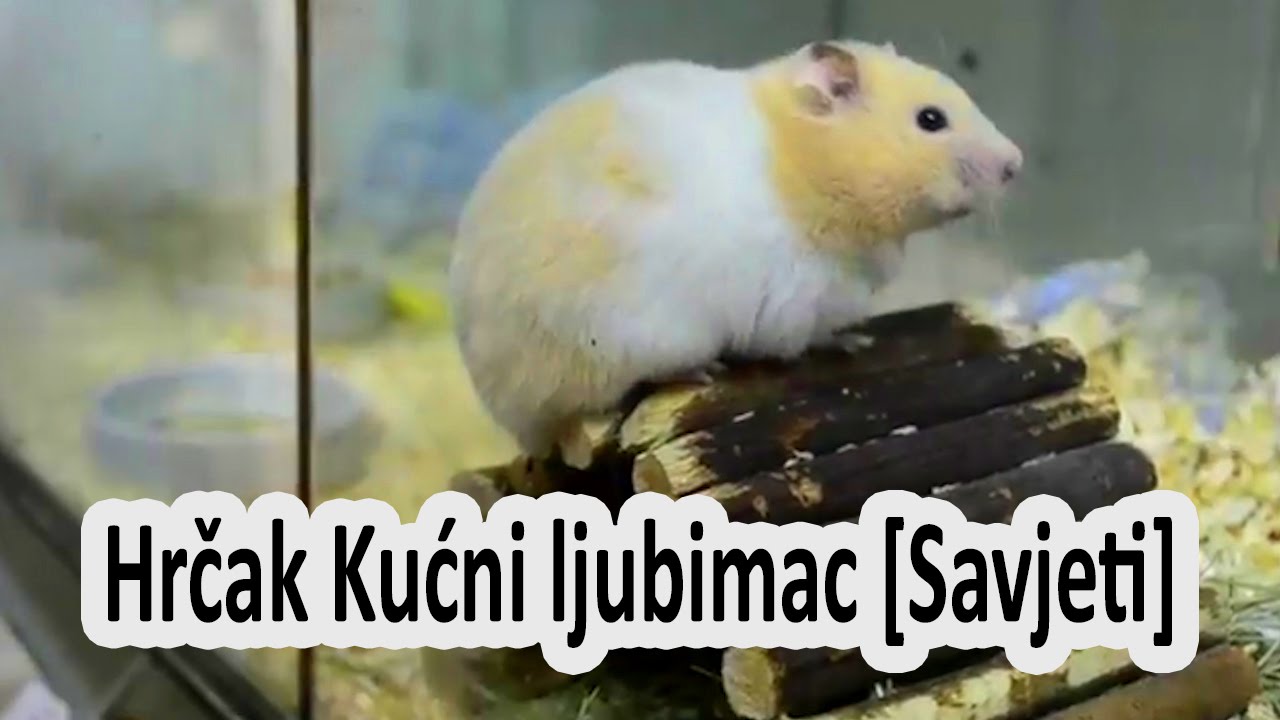 Hrcak Kucni ljubimac [Savjeti] - Hamster