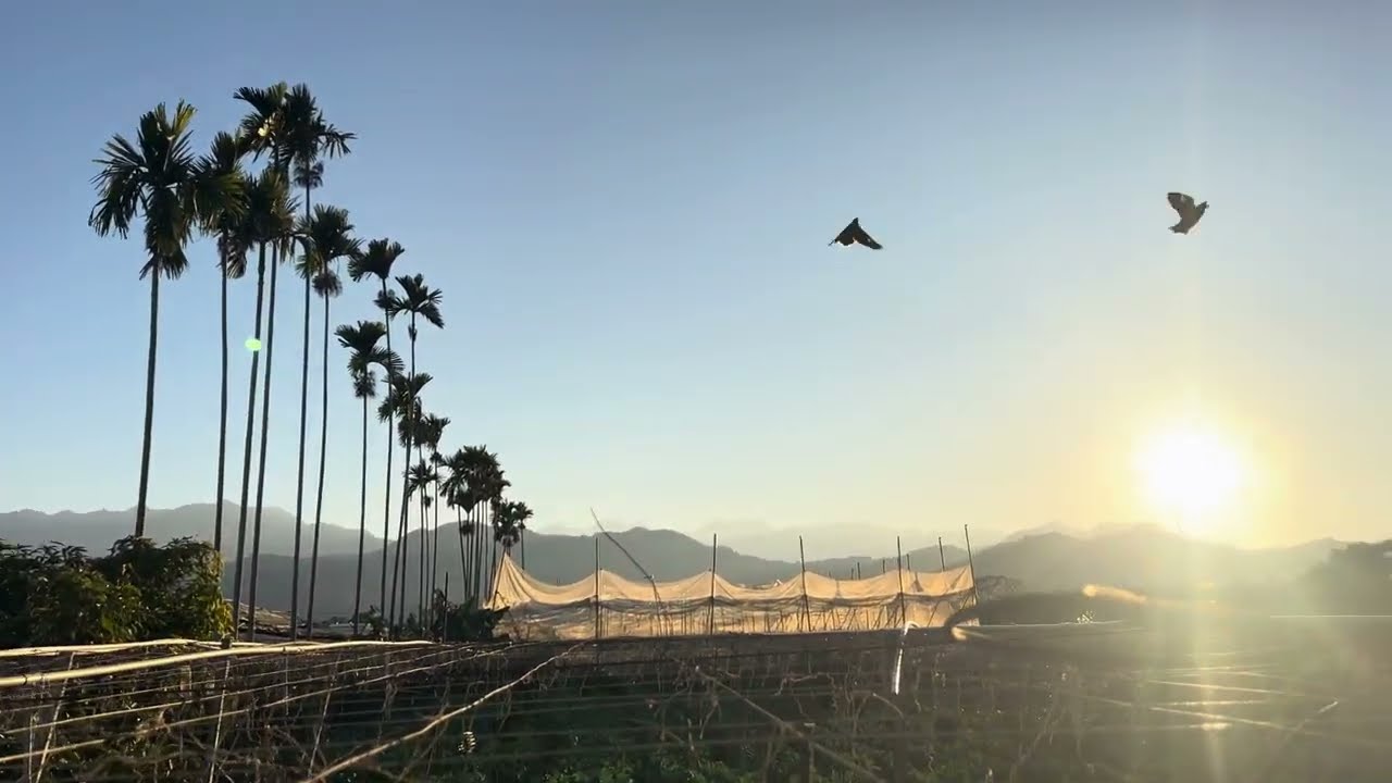 Let’s enjoy the beautiful sunrise of day 14 in my backyard garden 