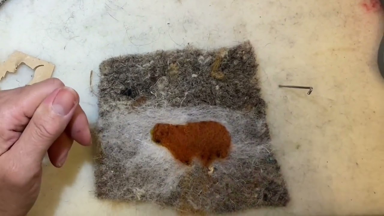 Highland Cow
