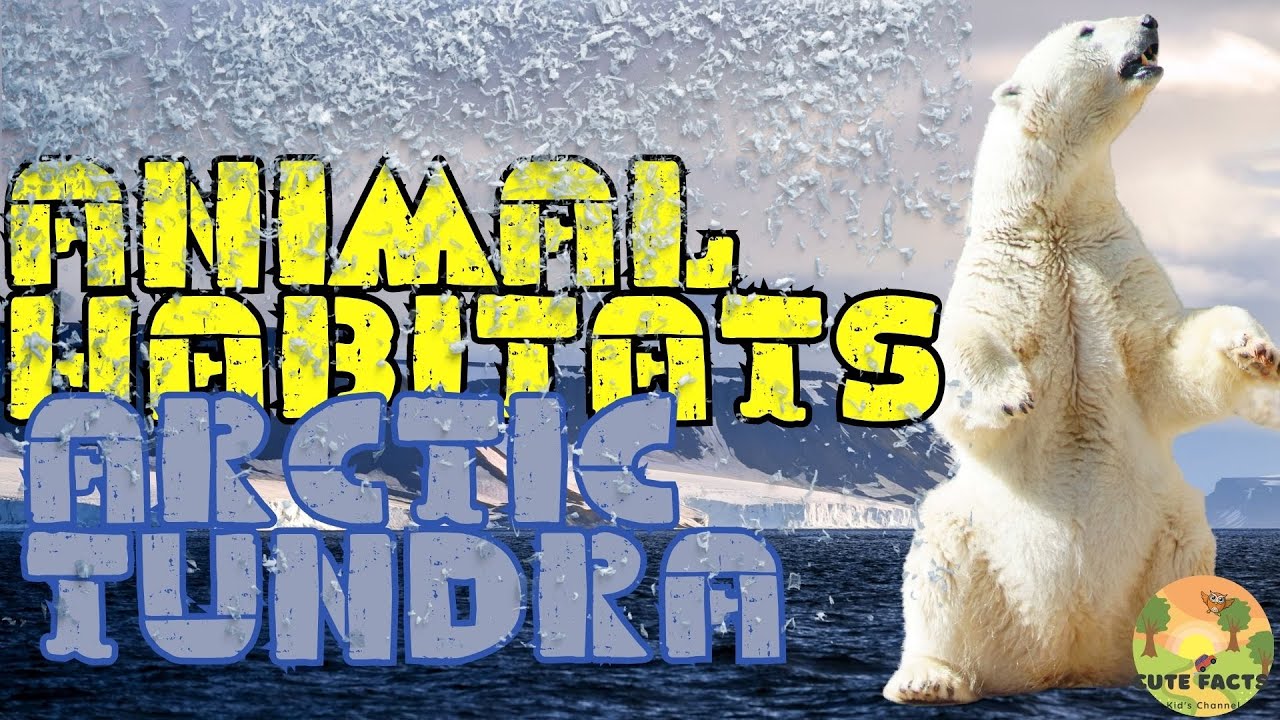 Arctic Tundra Habitat Facts and Sounds for Kids | Cute Facts