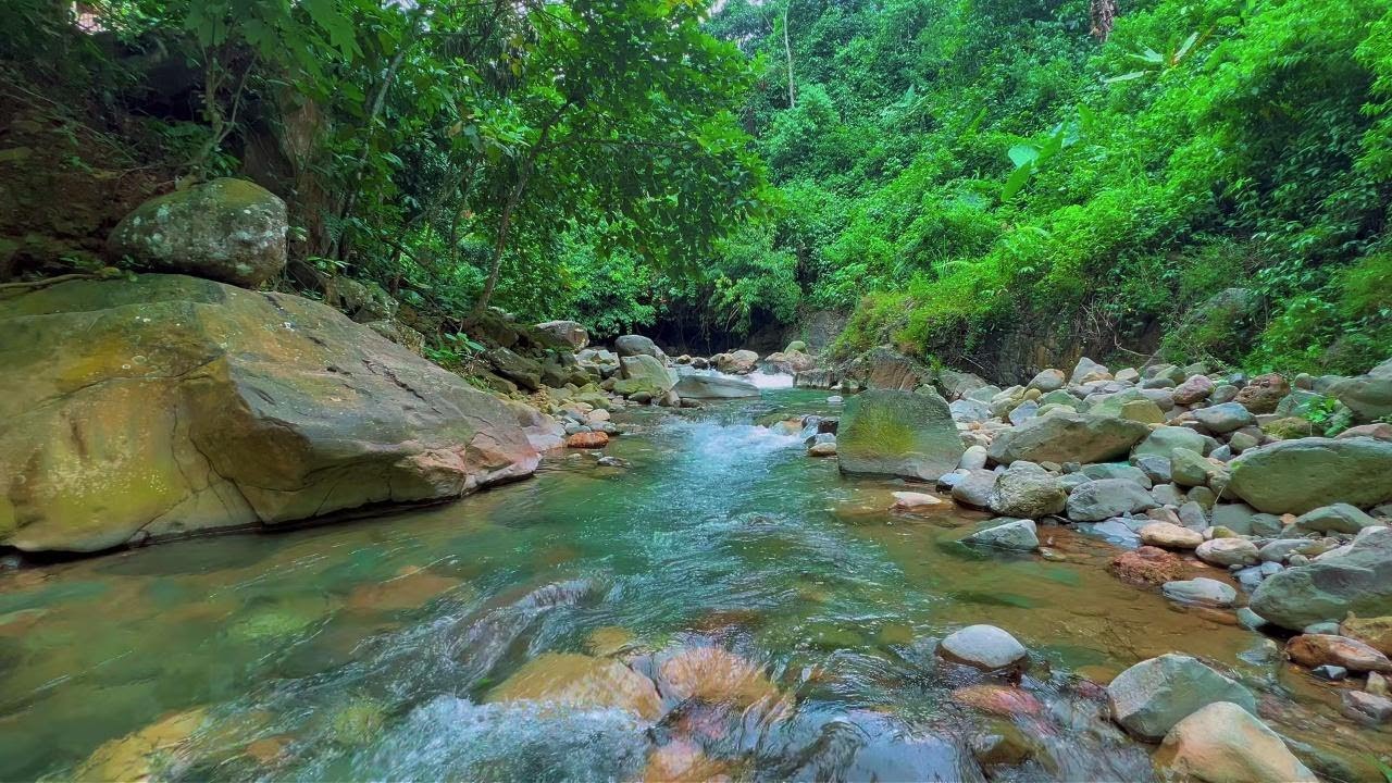 River Gentle Stream Sounds in forest 24/7. River Sounds, Flowing Water, White Noise for Sleep
