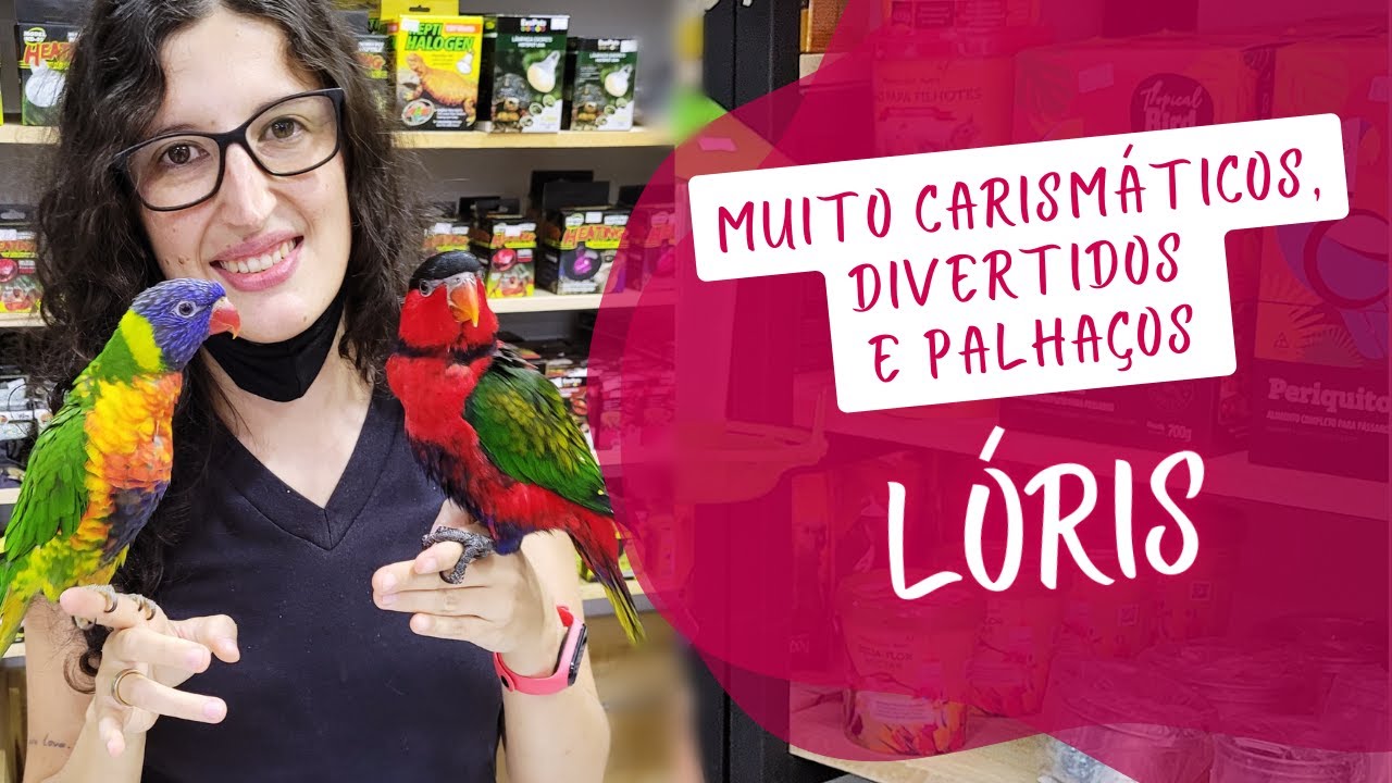 LÓRIS, UMA DAS AVES MAIS DIVERTIDAS E BRINCALHONAS QUE EXISTE -UDP