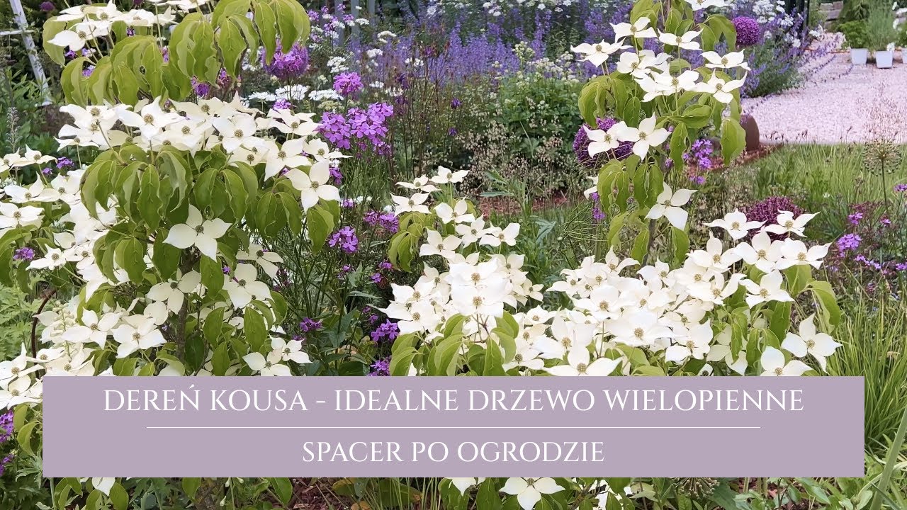 Kwitnący Dereń Kousa | Gillenia, farbownik, drżączka | Spacer po ogrodzie