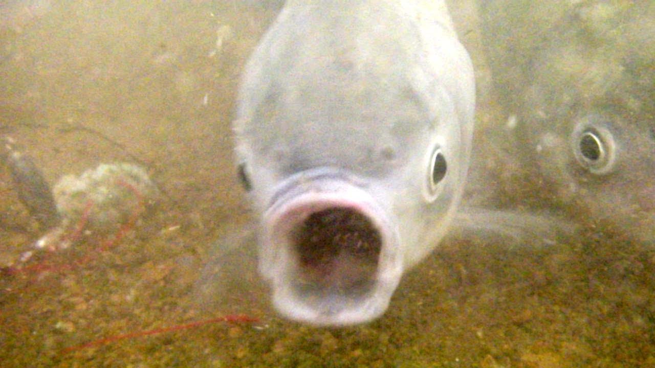 へらぶなと鯉の吸い込み仕掛け【水中動画】