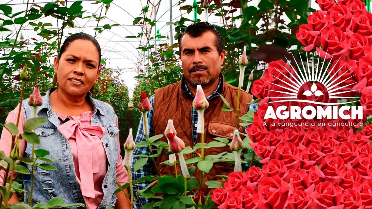 Producción de rosas en Coatepec de Harinas, EDOMEX