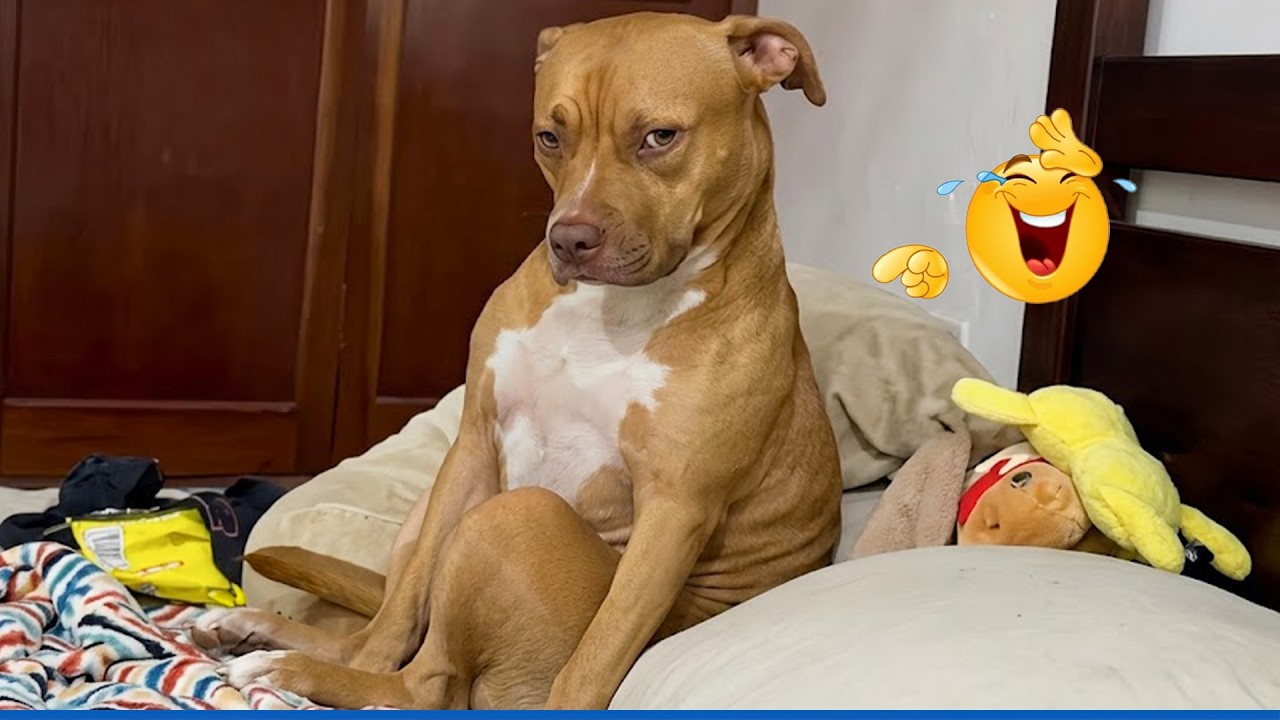 Funniest Dogs of the Year 🤣 Best Moments Ever!