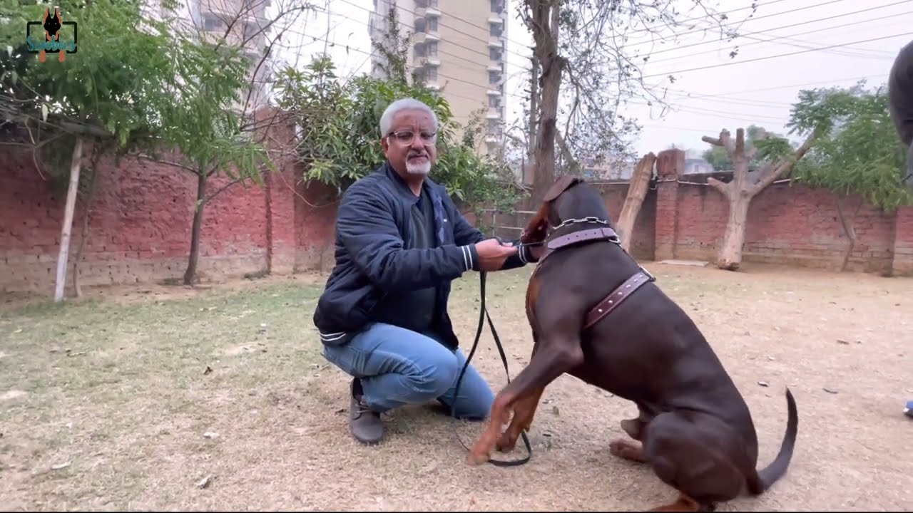 असली EUROPEAN DOBERMAN देख कर मज़ा ना आया तो बोलना 😎😎😎😎