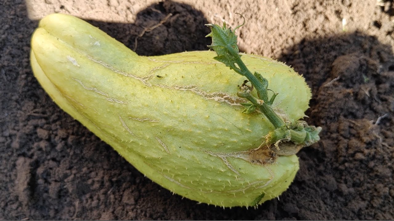 La mejor Forma de cultivar chayote o Papas del aire