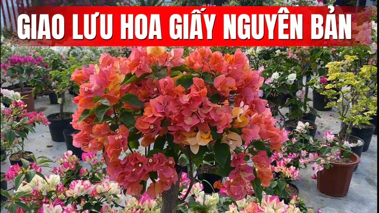 Giao lưu hoa giấy nguyên bản: Hồng Gân, Lady zyrah, phớp hồng Sakura. Zalo 0905855845.