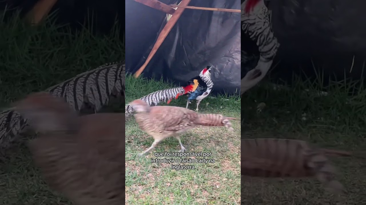 3 curiosidades sobre o Fais&atilde;o Lady ￼