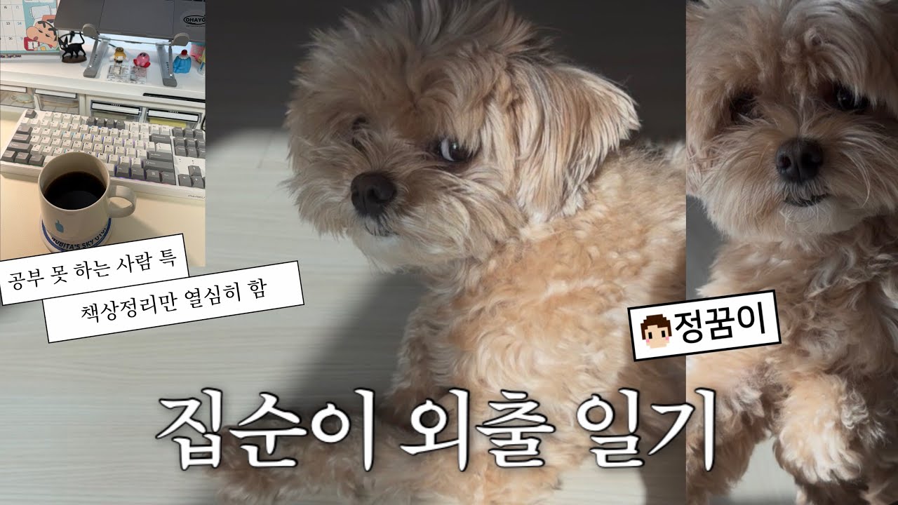 집순이 이틀 연속 외출하다 l 남산광어,요아정 두바이 초코쉘,성남맛집