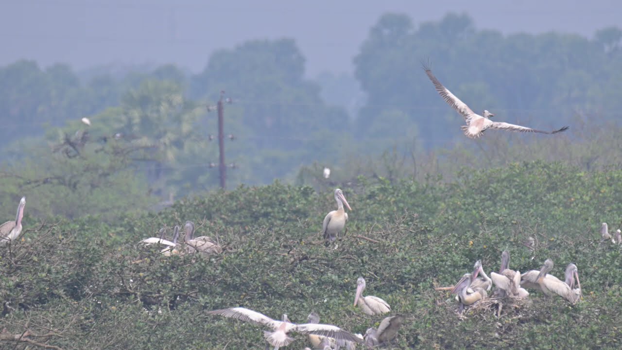 Flying Pelican 4K