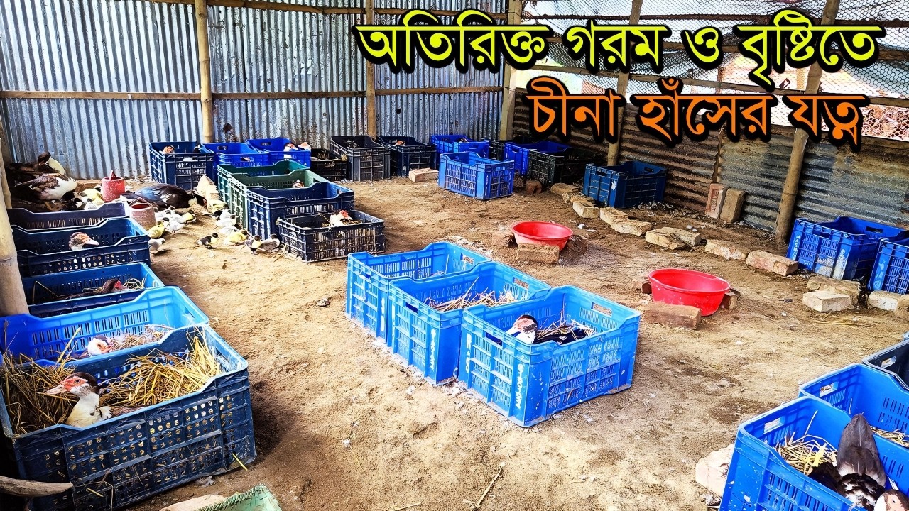 অতিরিক্ত গরম ও বৃষ্টিতে চীনা হাঁসের যত্ন, লালন পালন। Muscovy Duck Farming। চীনাহাঁস পালন পদ্ধতি ২০২৪