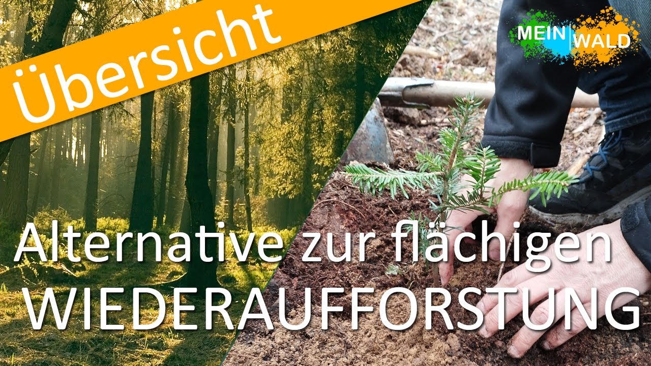 Wie forste ich meine Teilflächen wieder auf? 🌲🌳Schritt für Schritt erklärt