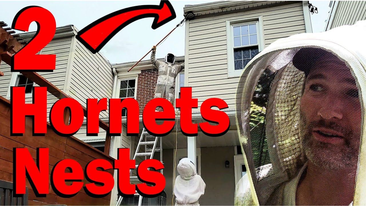 2 Bald Faced Hornets Nests on the same House | Wasp Nest Removal