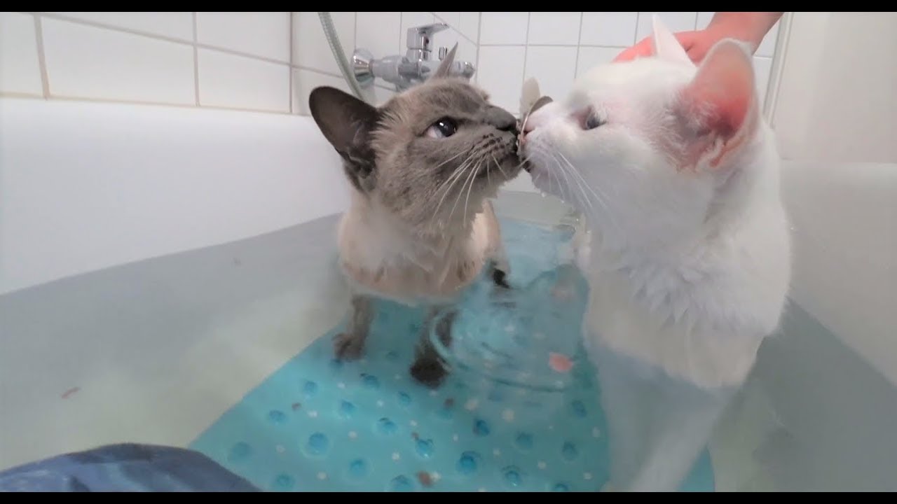 Training: Siamese Cats in Water/Bathe Together || Siamkatzen im Wasser/Baden zusammen