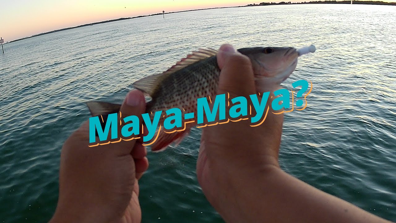 Amerikanong Isda sa Dunedin, Florida | Fishing POV