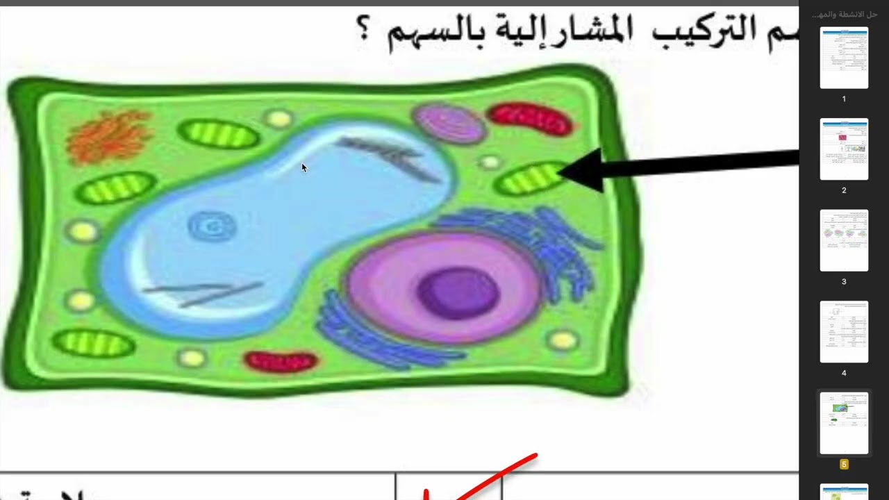 شرح الاسئلة الواردة في خطة التعلم الاسبوعية لمادة العلوم للصف السادس الابتدائي -الفترة ١