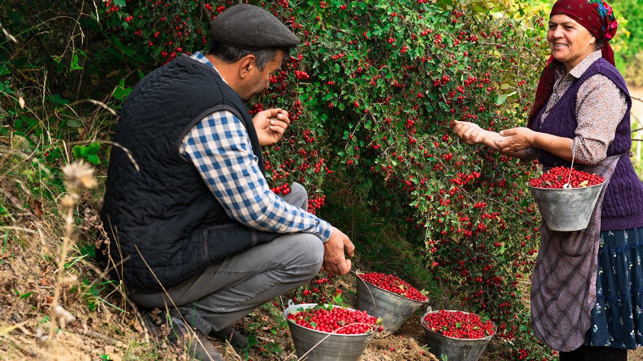 Foraging & Cooking Red Hawthorn Berries | A Natural Delight!