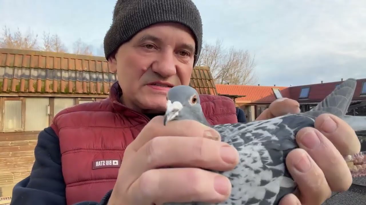Gołębie od Mistrza daleki dystans super Maraton od Waloski Marek do rozpłodu 513016809