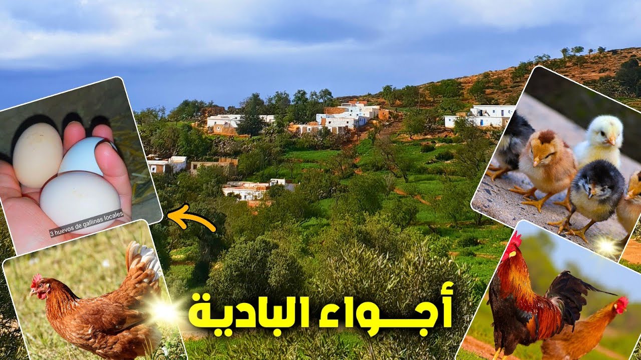 أجواء البادية في شهر رمضان، وتربية الدجاج البلدي في الريف نواحي الحسيمة Rif Alhoceima