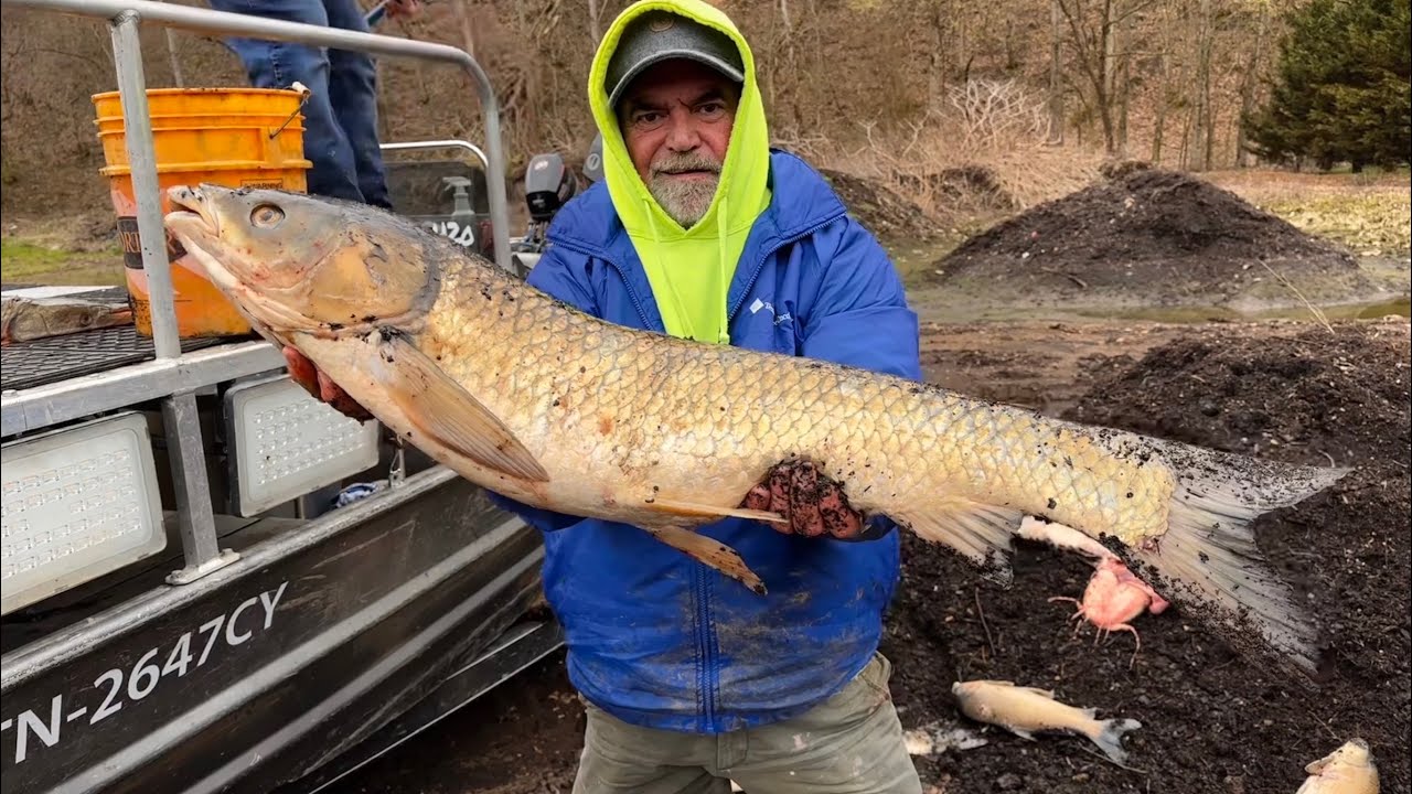 Bowfishing big January Grass Carp