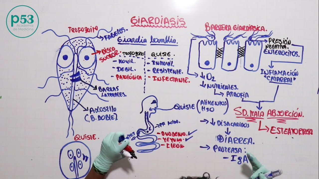 PARASITOLOGIA | Giardia Lamblia